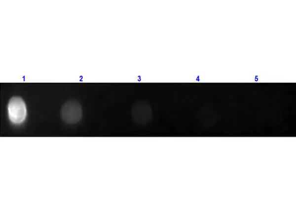 Dot blot analysis of rat IgG using GTX27173 Goat Anti-Rat IgG antibody, Fab fragment (FITC). Lane 1 : 100 ng Lane 2 : 33.3 ng Lane 3 : 11.1 ng Lane 4 : 3.7 ng Lane 5 : 1.23 ng Dilution : 1 mg/mL Dot blot analysis of rat IgG using GTX27173 Goat Anti-Rat IgG antibody, Fab fragment (FITC). Lane 1 : 100 ng Lane 2 : 33.3 ng Lane 3 : 11.1 ng Lane 4 : 3.7 ng Lane 5 : 1.23 ng Dilution : 1 mg/mL