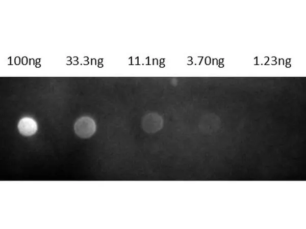Dot blot analysis of rat IgG using GTX27174 Goat Anti-Rat IgG antibody, Fab fragment (Rhodamine). Dilution : 1 microg/mL Dot blot analysis of rat IgG using GTX27174 Goat Anti-Rat IgG antibody, Fab fragment (Rhodamine). Dilution : 1 microg/mL