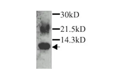 Eotaxin antibody