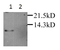 RANTES detected by WB in RAW264.7 cells treated with LPS(15h). Lane1: lysate; Lane2: supernatant RANTES detected by WB in RAW264.7 cells treated with LPS(15h). Lane1: lysate; Lane2: supernatant