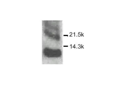 CXCL10 / IP10 antibody CXCL10 / IP10 antibody