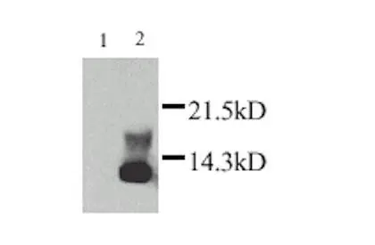 Lymphotactin antibody Lymphotactin antibody