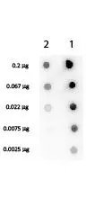Dot Blot of Rabbit anti-Streptavidin Biotin Conjugated (GTX27241).