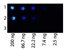 Dot Blot of Protein G Antibody Fluorescein Conjugated (GTX27249).