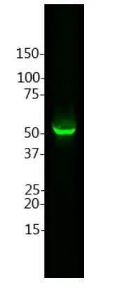 WB analysis of rat brain tissue lysate using GTX27260 GFAP antibody. Dilution : 1:5000