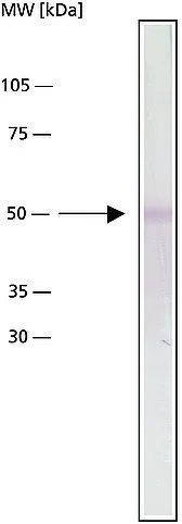 WB analysis of chicken gizzard extract using GTX27291 alpha Tubulin antibody [DM1A] at 1 ug/mL.