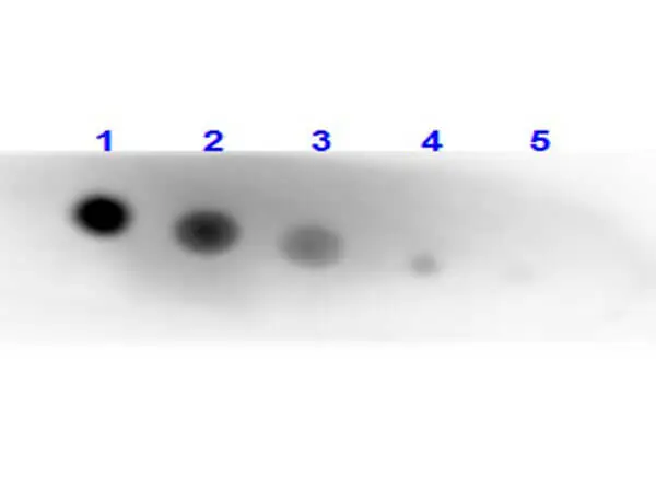 Dot blot analysis of human alkaline phosphatase using GTX27323 Alkaline phosphatase (intestinal) antibody (Biotin). Lane 1 : 100 ng Lane 2 : 33.3 ng Lane 3 : 11.1 Lane 4 : 3.7 ng Lane 5 : 1.23 ng Dilution : 10 microg/mL Dot blot analysis of human alkaline phosphatase using GTX27323 Alkaline phosphatase (intestinal) antibody (Biotin). Lane 1 : 100 ng Lane 2 : 33.3 ng Lane 3 : 11.1 Lane 4 : 3.7 ng Lane 5 : 1.23 ng Dilution : 10 microg/mL