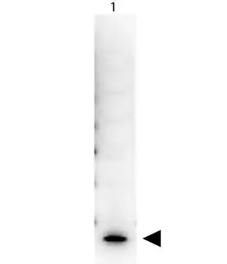 Western Blot of Peroxidase Conjugated Streptavidin.