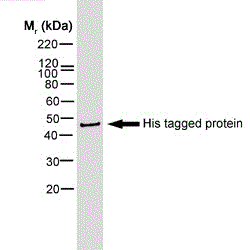 Detection of Mouse anti histidine tag:biotin (GTX74967) in a Western blot analysis of a HIS tagged protein using Streptavidin:HRP (GTX27403)