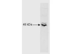 WB analysis of Raji nuclear extract using GTX27540 CREB antibody. Dilution : 1:1000