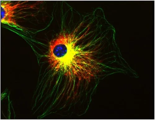 ICC/IF analysis of 3T3 cells using GTX27750 alpha Tubulin antibody [TU-01]. Green : Primary antibody Red : Vimentin Blue : DAPI