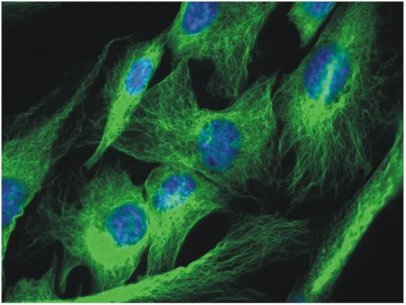 ICC/IF analysis of 3T3 cells using GTX27750 alpha Tubulin antibody [TU-01]. Green : Primary antibody Blue : DAPI