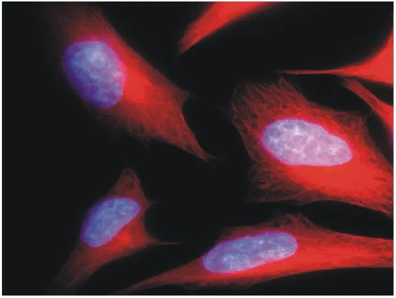 ICC/IF analysis of HeLa cells using GTX27750 alpha Tubulin antibody [TU-01]. Red : Primary antibody Blue : DAPI