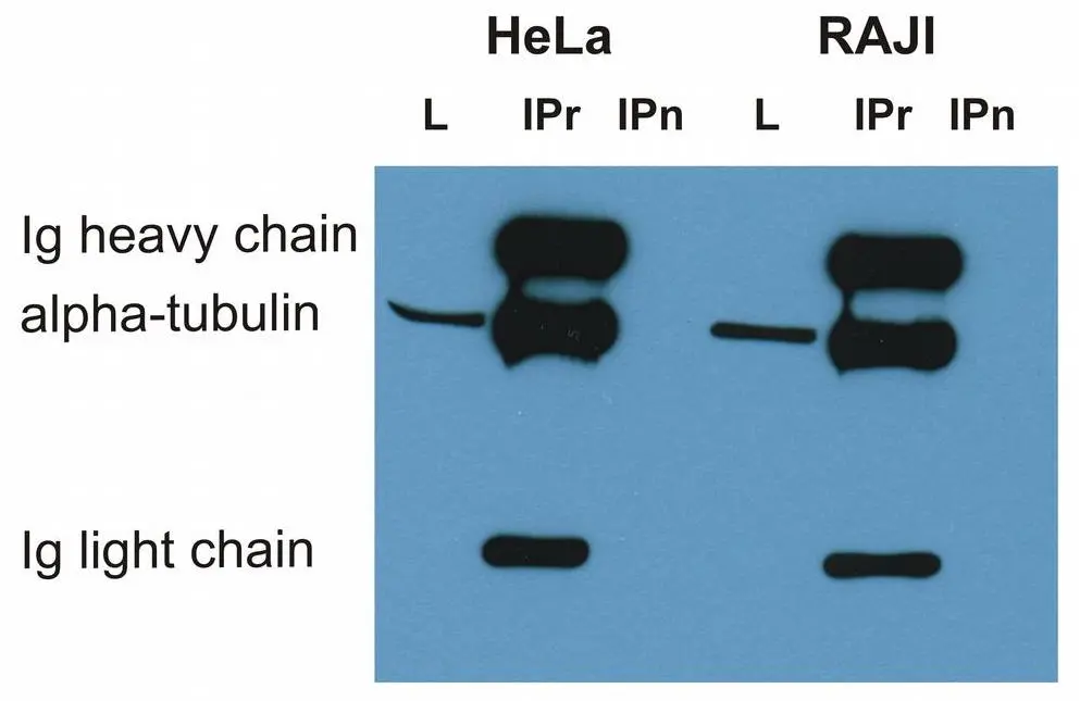 WB analysis of various cell lysates using GTX27750 alpha Tubulin antibody [TU-01].