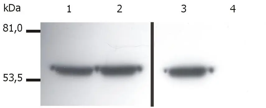 Vimentin antibody [VI-01]