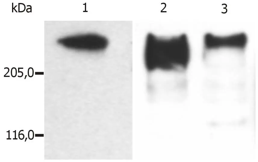 Western Blot analysis (reducing conditions) of microtubules partially purified from porcine brain lysate.
