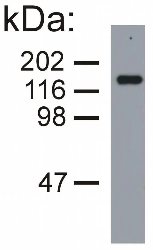 NF-M antibody [NF-09]