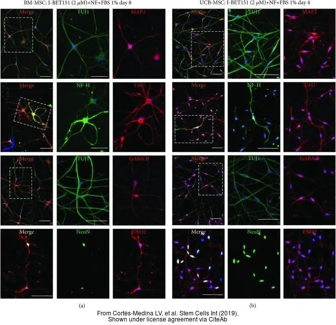 The data was published in the journal Stem Cells Int in 2019. PMID: 31065279