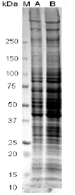 10ug of GTX109135-pro Galectin 2 recombinant protein analyzed using SDS-PAGE and stained with coomassie blue and captured by black and white camera.