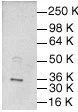 Western blot analysis of c-Jun p39 expression in Jurkat whole cell lysates.