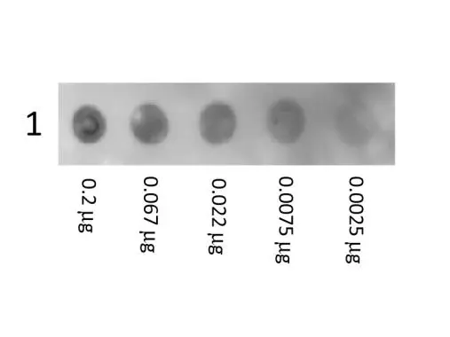 Dot Blot showing the detection of Human Albumin protein (Biotin). A three-fold serial dilution of GTX28033-pro Human Albumin protein (Biotin) starting at 200ng was spotted onto 0.45 microm nitrocellulose and blocked in 1% BSA-TTBS (diluted to 1X) 30 min at 20oC. An HRP conjugated Streptavidin (GTX27403) was incubated 1:40,000 for 30 min at 20oC. Dot Blot showing the detection of Human Albumin protein (Biotin). A three-fold serial dilution of GTX28033-pro Human Albumin protein (Biotin) starting at 200ng was spotted onto 0.45 microm nitrocellulose and blocked in 1% BSA-TTBS (diluted to 1X) 30 min at 20oC. An HRP conjugated Streptavidin (GTX27403) was incubated 1:40,000 for 30 min at 20oC.