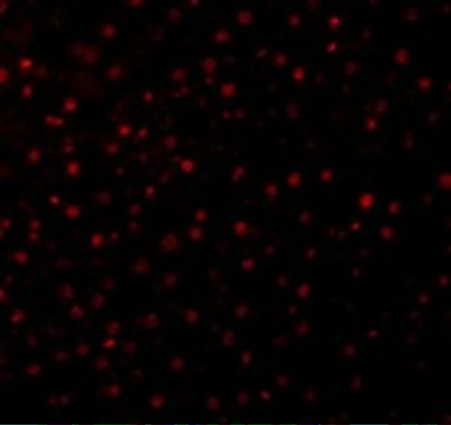 IHC-P analysis of Mouse Liver cells using GTX28117 Caspase 12 antibody. Dilution : 10 microg/ml