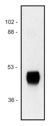 WB analysis of purified horse radish peroxidase (non-reduced) using GTX28326 Horseradish Peroxidase antibody [HP-03].