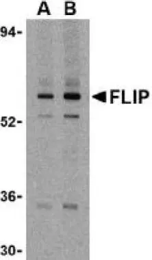 Western blot analysis of FLIP in K562 cell lysate with FLIP antibody (GTX28421) at (A) 1 and (B) 2microg/ml.