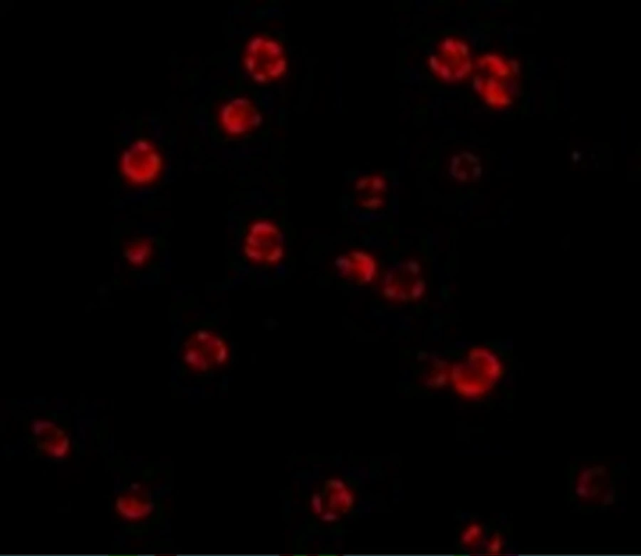 ICC/IF analysis of HeLa cells using GTX28421 FLIP antibody. Dilution : 20 microg/ml