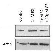 Rabbit anti-Human NOTCH 1 (Cleaved N Terminal) was used at a 1:500 dilution to detect mouse Notch 1 by Western blot in 293 cells transiently transfected with myc-tagged mouse Notch.
