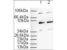Affinity Purified anti-PPAR alpha (N -terminal specific) (Rabbit) is shown to detect a 52 kDa band corresponding to PPAR alpha present in a 3T3 whole cell lysate. Approximately 20 microg of lysate was loaded per lane for SDS-PAGE. Detection occurred after using a 1:500 (lane 1) or 1:1000 (lane 2) dilution of antibody followed by 1:2000 dilution of HRP Goat-a-Rabbit IgG for visualization.