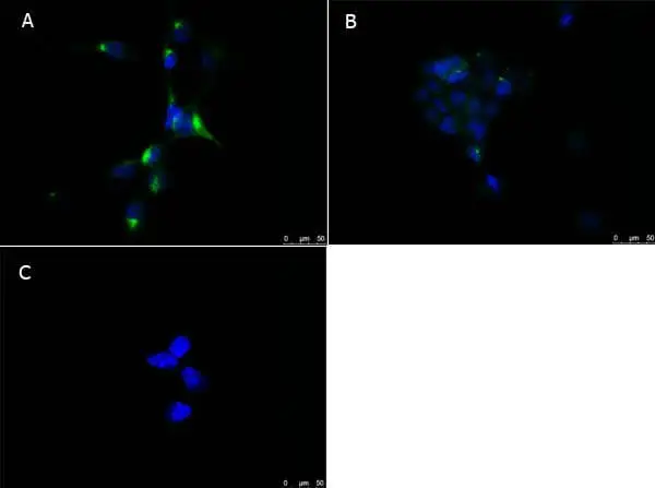 ICC/IF analysis of various MeOH-fixed cells using GTX28934 PPAR alpha antibody. Panel A : NIH-3T3 cells Panel B : 293T cells Panel C : NIH-3T3 cells with secondary antibody only Green : Primary antibody Blue : DAPI Dilution : 10 microg/mL