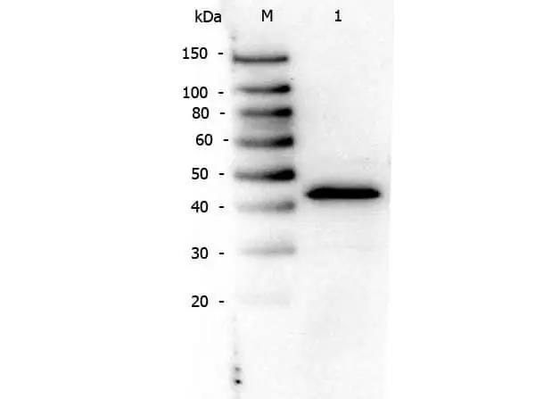 WB analysis of NIH-3T3 whole cell lysate using GTX28934 PPAR alpha antibody. Loading : 10 microg Dilution : 1:1000