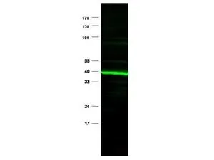 Western blotting. Affinity Purified Anti-PPAR delta (Rabbit) is shown to detect a predominant band at ~ 43 kDa corresponding to PPAR delta present in mouse heart whole cell lysates. Preincubation of the antibody with the immunizing peptide completely blocks reactivity with this band (data not shown). Approximately 30 microg of lysate was loaded per lane for SDS-PAGE. Detection occurred using a 1:750 dilution of primary antibody diluted in 5% BLOTTO in PBS overnight at 4o C followed reaction with a 1:10,000 dilution of IRDyeR 800 conjugated goat anti-Rabbit IgG (H&L) for 45 min at room temperature (800 nm channel, green). IRDyeR 800 fluorescence image was captured using the OdysseyR Infrared Imaging System developed by LI-COR. IRDye is a trademark of LI-COR, Inc. Other detection systems will yield similar results.