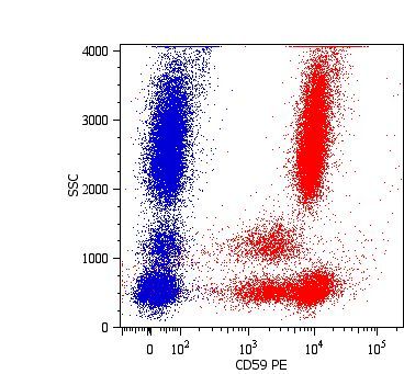 Surface staining of human peripheral blood cells with anti-human CD59: PE (GTX74619). Surface staining of human peripheral blood cells with anti-human CD59: PE (GTX74619).