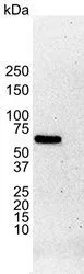 WB analysis of MCF-7 cell lysate using GTX29269 Estrogen Receptor alpha antibody [6F11].