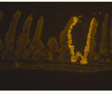 IHC analysis of immunogen using GTX29361 beta Galactosidase antibody.