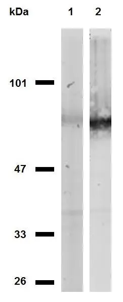 Western Blot analysis (non-reducing conditions) of isolated peripheral blood lymphocytes of various species using anti-CD44 (MEM-263) (GTX29524) Lane 1: lysate of human PBL Lane 2: lysate of canine PBL Lane 3: lysate of porcine PBL