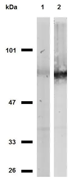 WB analysis of MOLT-4 (lane 1) and HeLa (lane 2) cell lysates (non-reducing) using GTX29524 CD44 antibody [MEM-263].