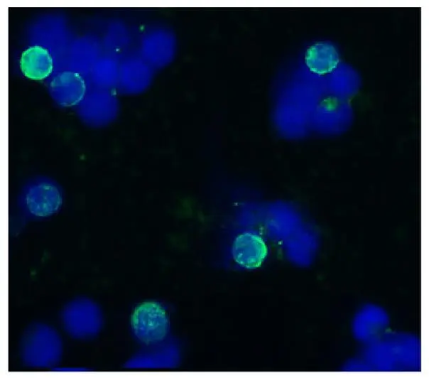 ICC/IF analysis of acetone/methanol fixed bovine peripheral blood (lymphocyte-enriched suspension) using GTX29525 CD45R antibody [IVA103]. Green : Primary antibody Blue : DAPI