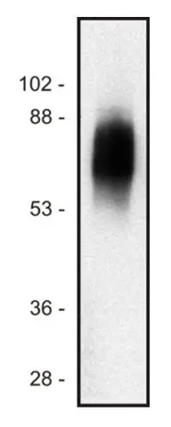 WB analysis of Jurkat cell lysate (1% laurylmaltoside - non-reduced sample) using GTX29528 SIT antibody [SIT-01].