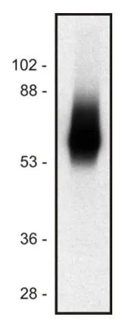 WB analysis of Jurkat cell lysate (1% laurylmaltoside - non-reduced sample) using GTX29529 TRIM antibody [TRIM-04].