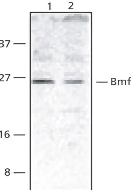 Western blot analysis of Bmf expression in human HepG2 (lane 1) and 293 (lane 2) cell lysates with Anti-Bmf (Cat. No. GTX29653) at 2 mg /mL.
