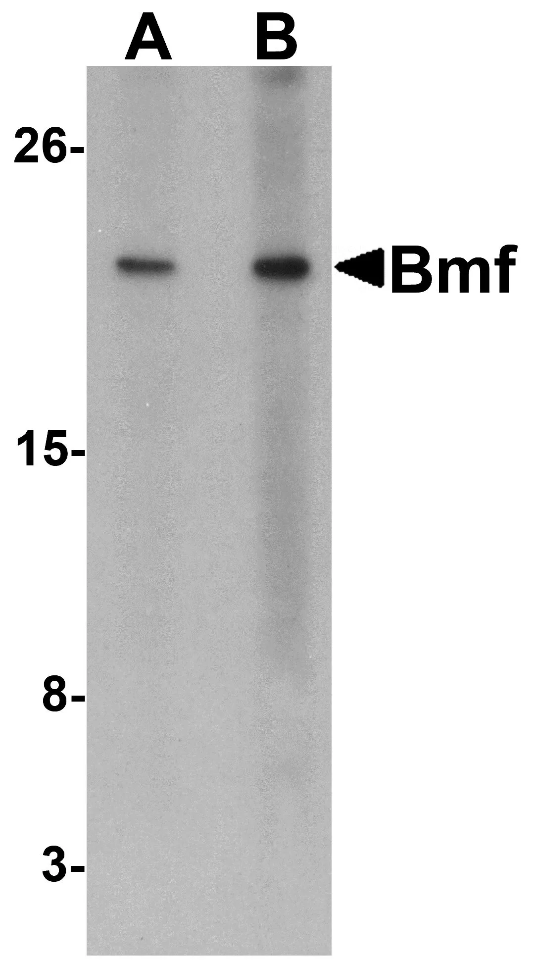 WB analysis of HepG2 cell lysate using GTX29653 BMF antibody. Dilution : 2.5microg/ml (Lane A) and 5microg/ml (Lane B)