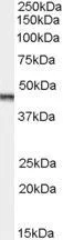 WB analysis of Jurkat lysate using GTX29689 Aurora A antibody, C-term. Dilution : 0.1microg/ml Loading : 35microg protein in RIPA buffer WB analysis of Jurkat lysate using GTX29689 Aurora A antibody, C-term. Dilution : 0.1microg/ml Loading : 35microg protein in RIPA buffer