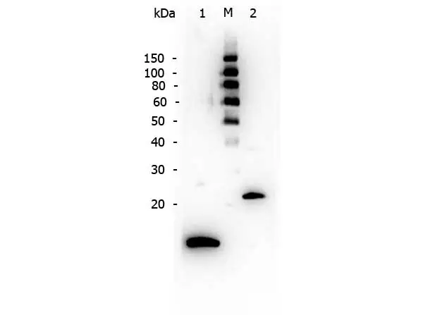 Western blot analysis using GeneTex's Affinity Purified anti-TGF beta 1 antibody to detect human TGF beta 1.