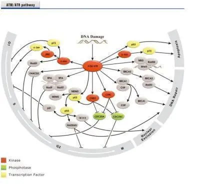 ATM signaling pathway Antibody Panel (ATM, ATR, p53, BRCA1, CtIP, CHK1, CHK2, MDM2) ATM signaling pathway Antibody Panel (ATM, ATR, p53, BRCA1, CtIP, CHK1, CHK2, MDM2)