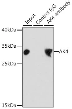 IP analysis of HepG2 cell lysate using GTX30038 Adenylate kinase 4 antibody. Antibody amount : 3microg / 200microg lysate Dilution : 1:1000 IP analysis of HepG2 cell lysate using GTX30038 Adenylate kinase 4 antibody. Antibody amount : 3microg / 200microg lysate Dilution : 1:1000