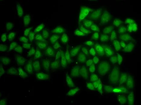 ICC/IF analysis of HeLa cells using GTX30078 Ataxin 1 antibody.