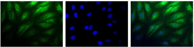 HIF2 alpha antibody detects HIF2 alpha protein at nucleus by immunofluorescent analysis.